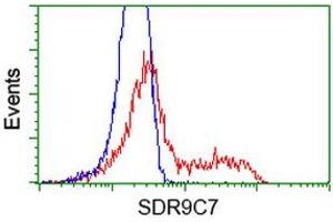 HEK293T cells transfected with either RC210941 overexpress plasmid (Red) or empty vector control plasmid (Blue) were immunostained by anti-SDR9C7 antibody (ABIN2453632), and then analyzed by flow cytometry. (SDR9C7 Antikörper)