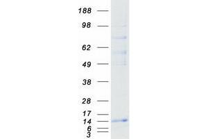 Validation with Western Blot (RNF7 Protein (Transcript Variant 1) (Myc-DYKDDDDK Tag))