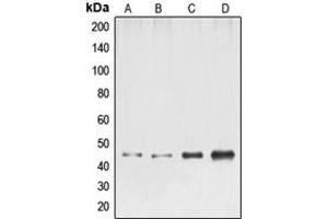 Western blot analysis of ELK1 expression in HeLa (A), NIH3T3 (B), mouse liver (C), rat liver (D) whole cell lysates.