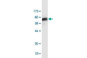Western Blotting (WB) image for anti-Tubulin, beta 2A (TUBB2A) (AA 1-445) antibody (ABIN521149)