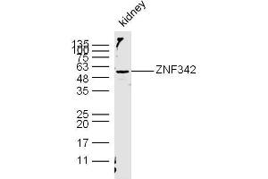 Mouse kidney lysates probed with ZNF342/ZNF296 Polyclonal Antibody, unconjugated  at 1:300 overnight at 4°C followed by a conjugated secondary antibody at 1:10000 for 60 minutes at 37°C. (Zinc Finger Protein 296 (ZNF296) (AA 231-350) Antikörper)
