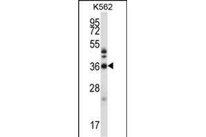 CRKL Antibody (N-term) (ABIN657468 and ABIN2846496) western blot analysis in K562 cell line lysates (35 μg/lane). (CrkL Antikörper  (N-Term))