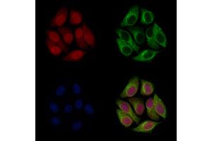 ABIN7094664 and ABIN7098715 staining Hela cells by IF/ICC.