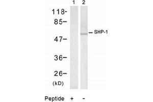 Image no. 2 for anti-Protein-tyrosine Phosphatase 1C (PTPN6) (Tyr536) antibody (ABIN197592) (SHP1 Antikörper  (Tyr536))