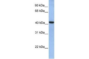 Western Blotting (WB) image for anti-GDP-Mannose Pyrophosphorylase A (GMPPA) antibody (ABIN2459270)
