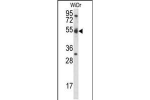 Western blot analysis in WiDr cell line lysates (35ug/lane). (Cyclin I Antikörper  (C-Term))