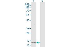 Western Blot analysis of IFITM1 expression in transfected 293T cell line by IFITM1 MaxPab polyclonal antibody. (IFITM1 Antikörper  (AA 1-125))