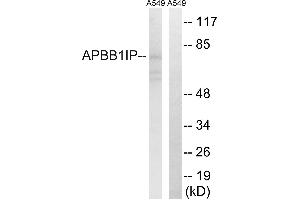 Western blot analysis of extracts from A549 cells, using APBB1IP antibody.
