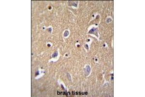 FBXO21 Antibody immunohistochemistry analysis in formalin fixed and paraffin embedded human brain tissue followed by peroxidase conjugation of the secondary antibody and DAB staining. (FBXO21 Antikörper  (C-Term))