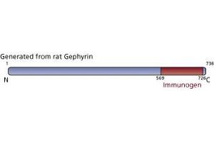 Image no. 3 for anti-Gephyrin (GPHN) (AA 569-726) antibody (ABIN968051) (Gephyrin Antikörper  (AA 569-726))