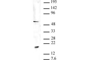Pht1 / H2AZ acetyl pAb tested by Western blot. (Pht1 / Histone H2A.Zac (N-Term) Antikörper)