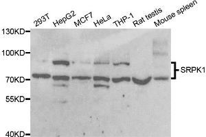 Western blot analysis of extracts of various cell lines, using SRPK1 antibody (ABIN5973465) at 1/1000 dilution. (SRPK1 Antikörper)