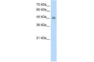 WB Suggested Anti-RNF128 Antibody Titration:  1. (RNF128 Antikörper  (C-Term))