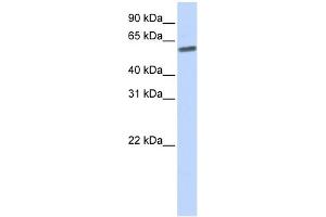 WB Suggested Anti-SENP3 Antibody Titration: 0.