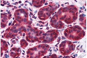 Human Breast (formalin-fixed, paraffin-embedded) stained with NIF3L1 antibody ABIN351470 at 2. (NIF3L1 Antikörper  (AA 365-377))