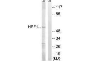 Western Blotting (WB) image for anti-Heat Shock Factor Protein 1 (HSF1) (Ser121) antibody (ABIN7180022)