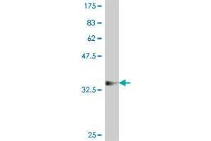 Western Blot detection against Immunogen (37.