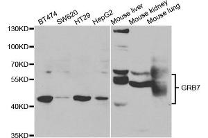 Western Blotting (WB) image for anti-Growth Factor Receptor-Bound Protein 7 (GRB7) antibody (ABIN1876891) (GRB7 Antikörper)