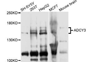 Western blot analysis of extracts of various cell lines, using ADCY3 antibody (ABIN5975661) at 1/1000 dilution. (ADCY3 Antikörper)