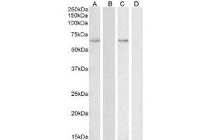 ABIN1590134 (0. (HSPA13 Antikörper  (AA 83-95))