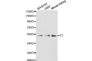 Western blot analysis of extracts of various cell lines, using F3 antibody. (Tissue factor Antikörper)