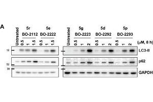 Western Blotting (WB) image for anti-Glyceraldehyde-3-Phosphate Dehydrogenase (GAPDH) antibody (ABIN2857072)