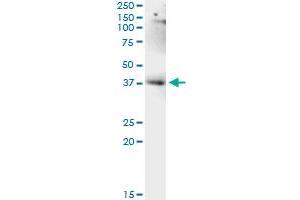 Immunoprecipitation (IP) image for anti-LUC7-Like (LUC7L) (AA 1-111) antibody (ABIN565905)