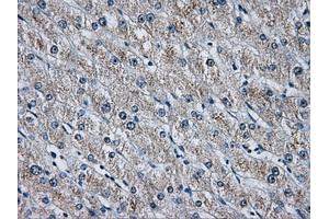 Immunohistochemical staining of paraffin-embedded pancreas tissue using anti-HDAC10mouse monoclonal antibody. (HDAC10 Antikörper)