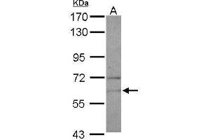 WB Image Sample (30 ug of whole cell lysate) A: U87-MG 7. (NARS Antikörper)