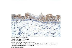 Rabbit Anti-DAZ2 Antibody  Paraffin Embedded Tissue: Human Skin Cellular Data: Squamous epithelial cells Antibody Concentration: 4. (DAZ2 Antikörper  (N-Term))