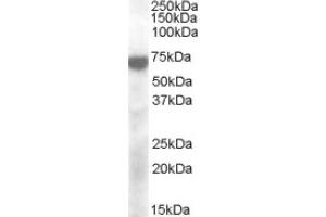 Image no. 1 for anti-Potassium Voltage-Gated Channel, KQT-Like Subfamily, Member 4 (KCNQ4) (Internal Region) antibody (ABIN374975) (KCNQ4 Antikörper  (Internal Region))