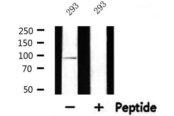 Cadherin 9 Antikörper  (Internal Region)