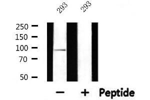 Western blot analysis of extracts from 293, using CDH9 Antibody.