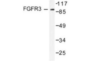 Image no. 1 for anti-Fibroblast Growth Factor Receptor 3 (FGFR3) antibody (ABIN265418) (FGFR3 Antikörper)