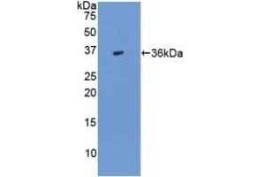 Detection of Recombinant TGFb3, Human using Polyclonal Antibody to Transforming Growth Factor Beta 3 (TGFb3) (TGFB3 Antikörper  (AA 24-300))
