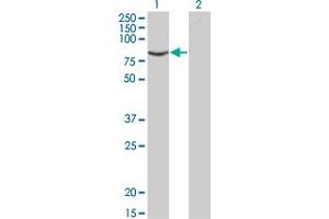 Western Blotting (WB) image for anti-Activin A Receptor, Type IIB (ACVR2B) (AA 21-120) antibody (ABIN513104)