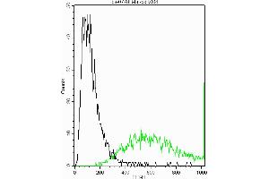 Sheep fat cells stained withAnti-Thy-1 CD90 Thy1. (CD90 Antikörper  (AA 31-120))