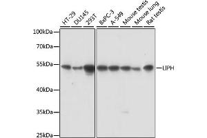 Western blot analysis of extracts of various cell lines, using LIPH antibody (ABIN7268275) at 1:1000 dilution. (LIPH Antikörper  (AA 350-450))