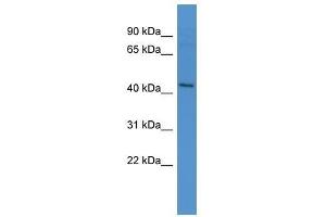 Western Blot showing APLNR antibody used at a concentration of 1-2 ug/ml to detect its target protein.