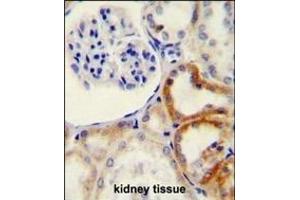 HYAL2 Antibody (C-term) (ABIN654687 and ABIN2844379) immunohistochemistry analysis in formalin fixed and paraffin embedded human kidney tissue followed by peroxidase conjugation of the secondary antibody and DAB staining. (HYAL2 Antikörper  (C-Term))