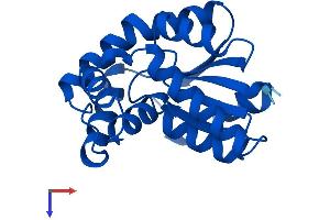 Cytidine Monophosphate (UMP-CMP) Kinase 1, Cytosolic (CMPK1) (AA 1-196) protein (His tag)