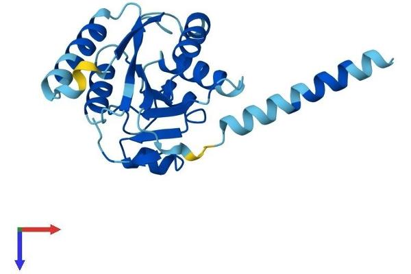 ALG14 Protein (AA 1-216) (His tag)