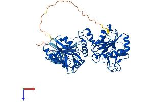 PNKP Protein (AA 1-522) (His tag)