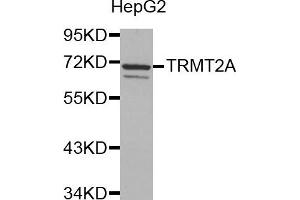 Western Blotting (WB) image for anti-tRNA Methyltransferase 2 Homolog A (TRMT2A) antibody (ABIN1877004) (TRMT2A Antikörper)