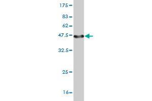 Western Blotting (WB) image for anti-V-Set and Transmembrane Domain Containing 2 Like (VSTM2L) (AA 25-204) antibody (ABIN566797)