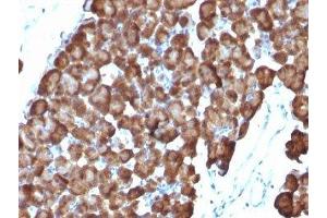 Formalin-fixed, paraffin-embedded rat pancreas stained with ODC antibody (ODC1/486) (ODC1 Antikörper)