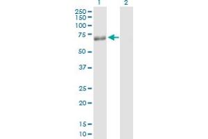 Western Blot analysis of PLIN expression in transfected 293T cell line by PLIN MaxPab polyclonal antibody. (PLIN1 Antikörper  (AA 1-522))