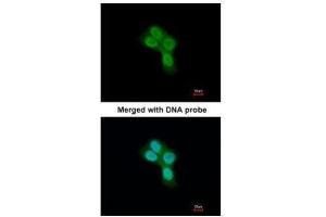 Immunofluorescence (IF) image for anti-Prohibitin 2 (PHB2) antibody (ABIN2855290)