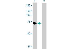 Western Blot analysis of VPS33B expression in transfected 293T cell line by VPS33B MaxPab polyclonal antibody. (VPS33B Antikörper  (AA 1-617))