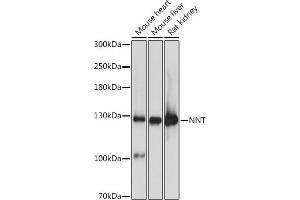 Western blot analysis of extracts of various cell lines, using NNT antibody (ABIN1681070, ABIN3019052, ABIN3019053 and ABIN6220687) at 1:3000 dilution. (NNT Antikörper  (AA 881-1086))